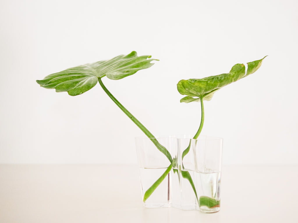 Alvar Aalto | Iittala | Vaso Savoy