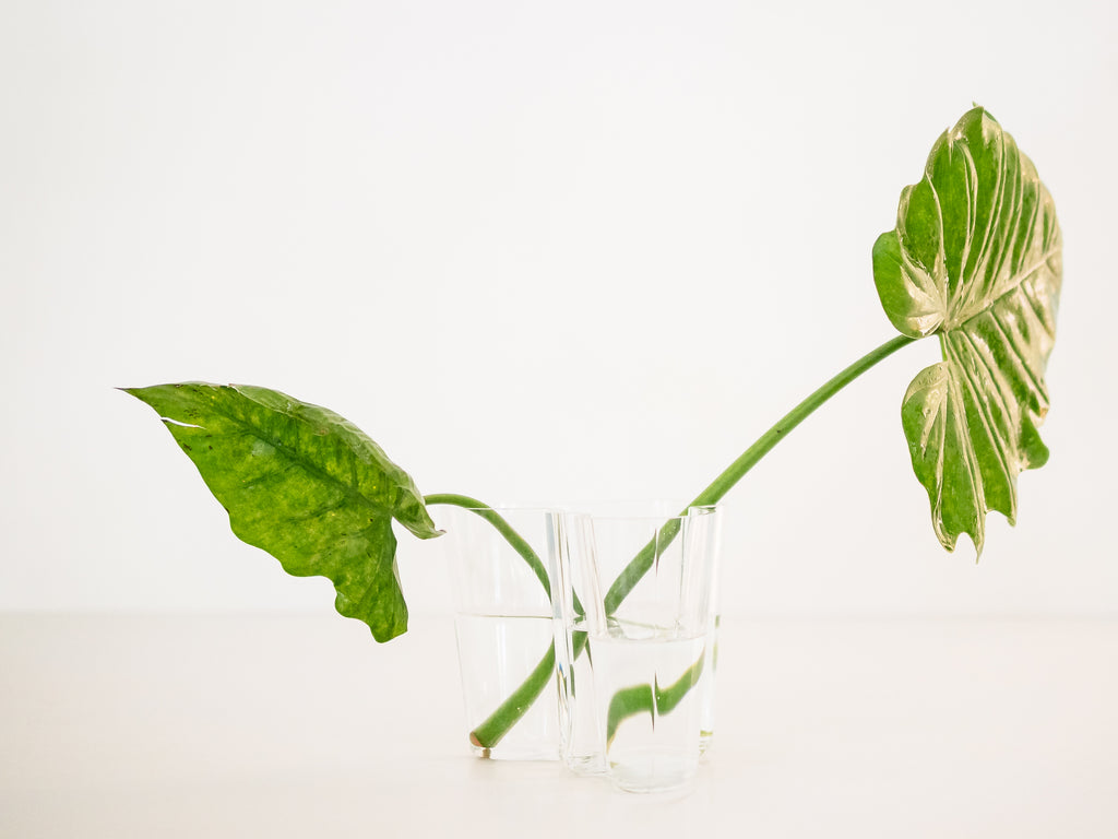 Alvar Aalto | Iittala | Vaso Savoy