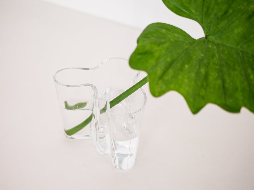 Alvar Aalto | Iittala | Vaso Savoy