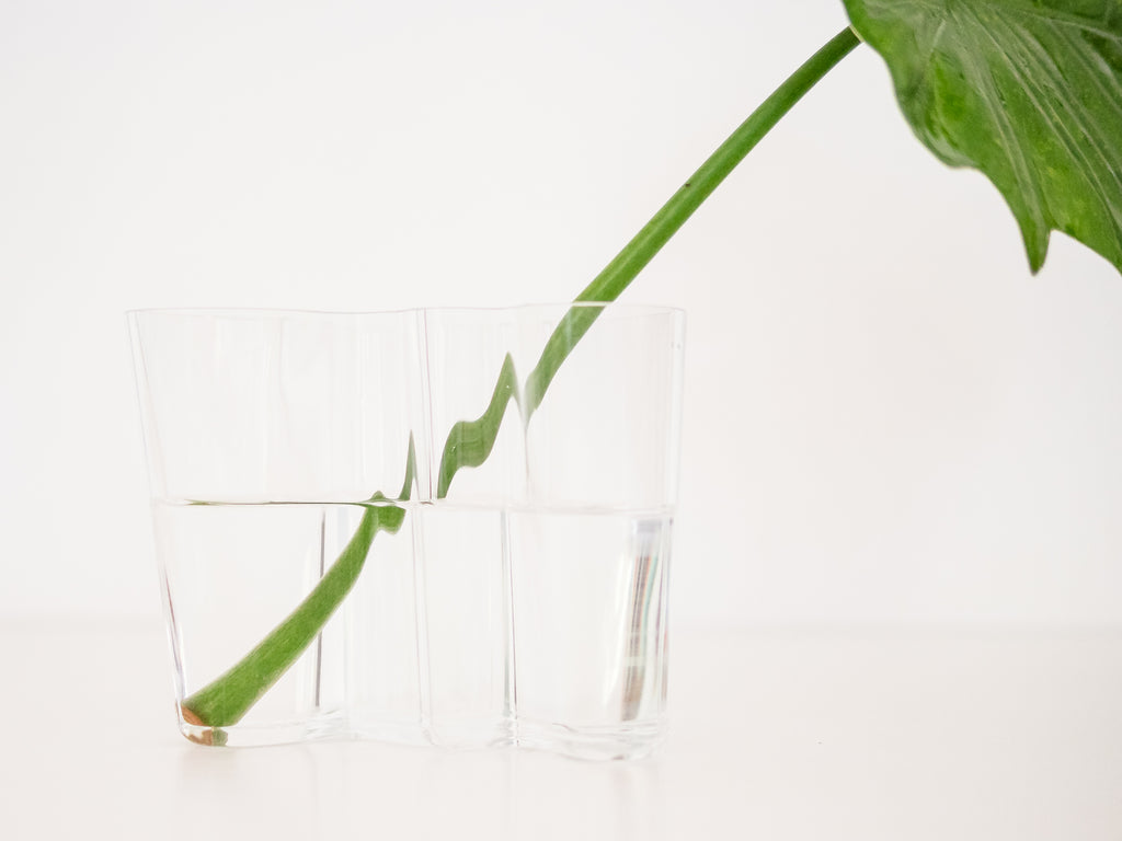Alvar Aalto | Iittala | Vaso Savoy