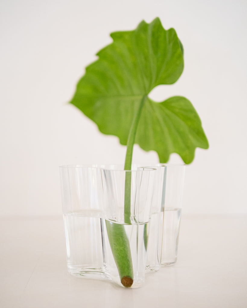 Alvar Aalto | Iittala | Vaso Savoy
