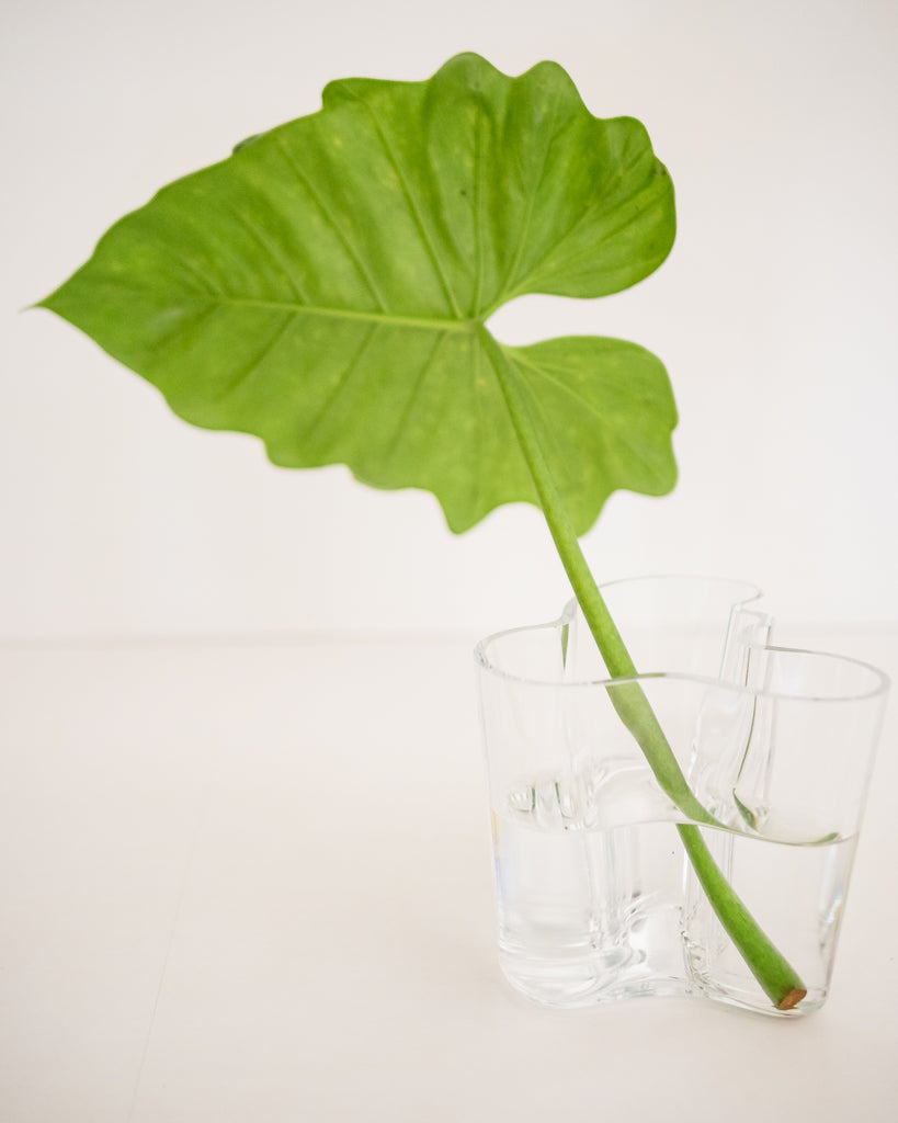 Alvar Aalto | Iittala | Vaso Savoy