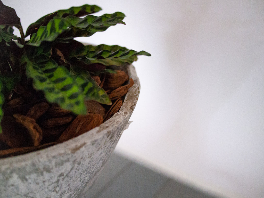 Willy Guhl | Vaso Spindel Pequeno