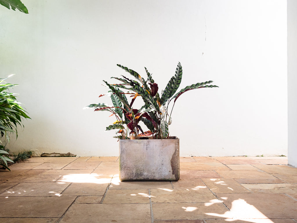 Willy Guhl | Cachepô Retangular