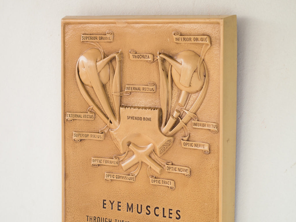 Eye Muscles