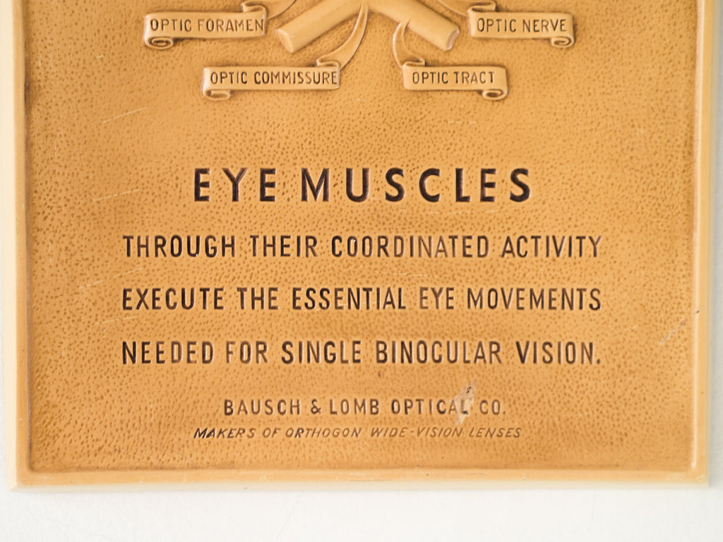 Eye Muscles